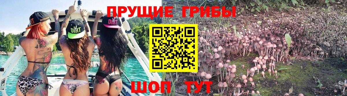 Полевской  хочу   Вход с VPN  Галлюциногенные грибы Psilocybe  Галлюциногенные грибы мицелий 